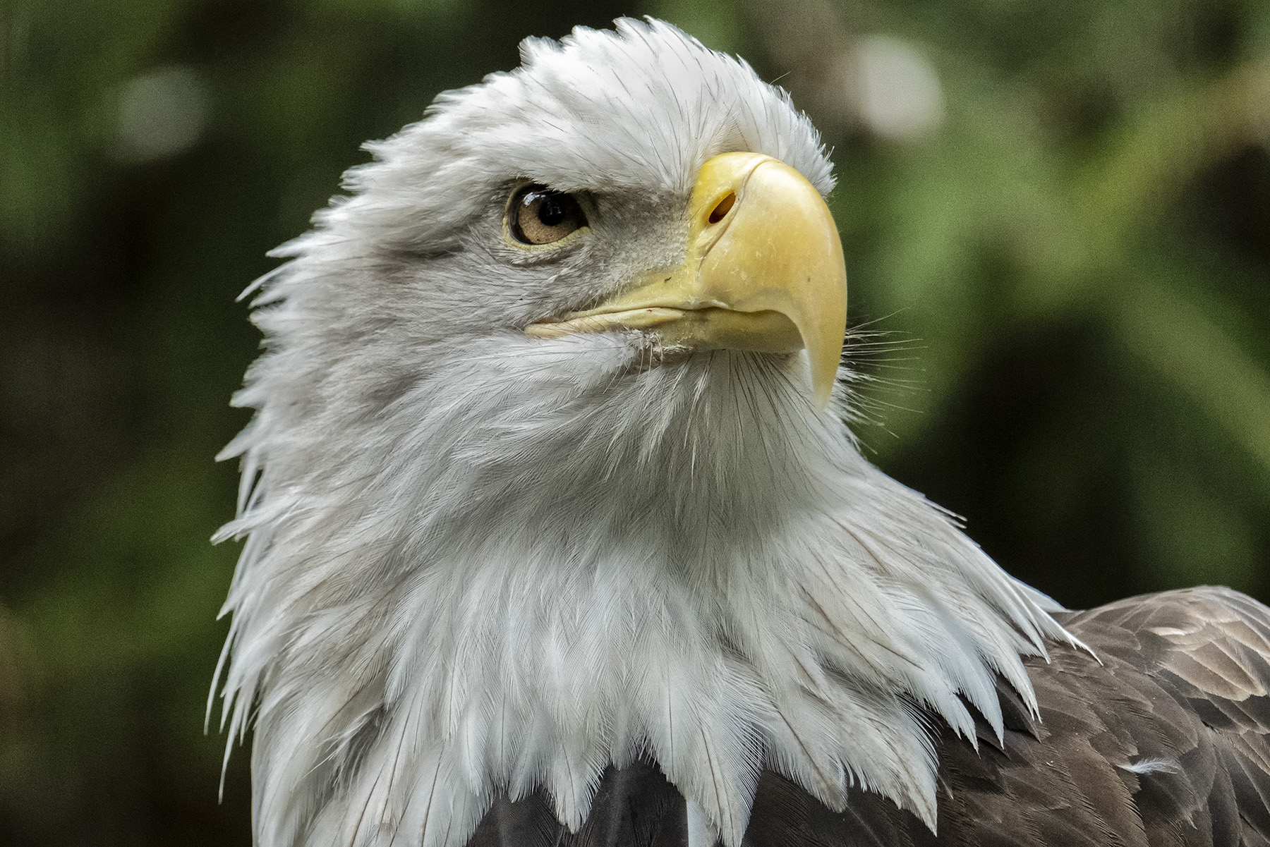 Um impressionante close-up de uma águia careca com olhos intensos e focados e uma presença majestosa.