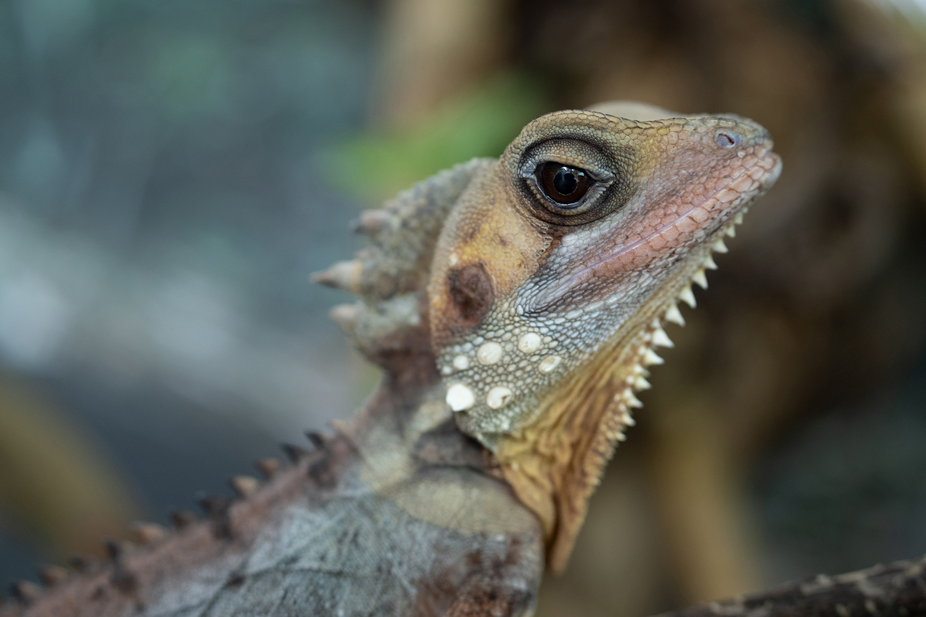 Um close-up de um lagarto mostrando suas escamas texturizadas e seu olhar penetrante em um habitat natural.