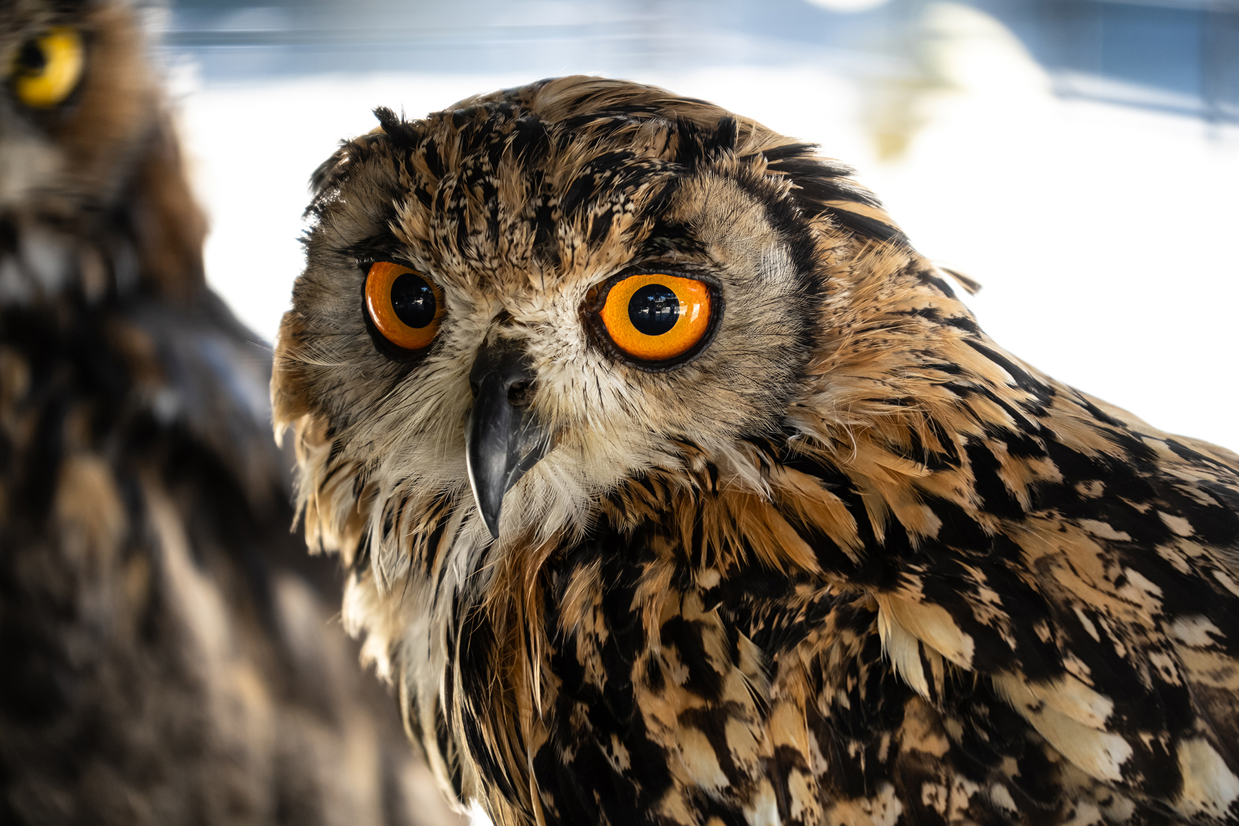 Primer plano de un búho con llamativos ojos naranjas y plumas detalladas.