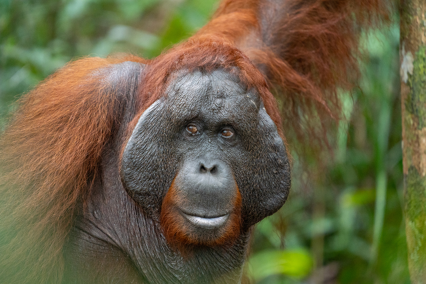 Portrait d'un orang-outan dans une forêt tropicale indonésienne verdoyante, mettant en valeur son visage expressif et ses cheveux roux.
