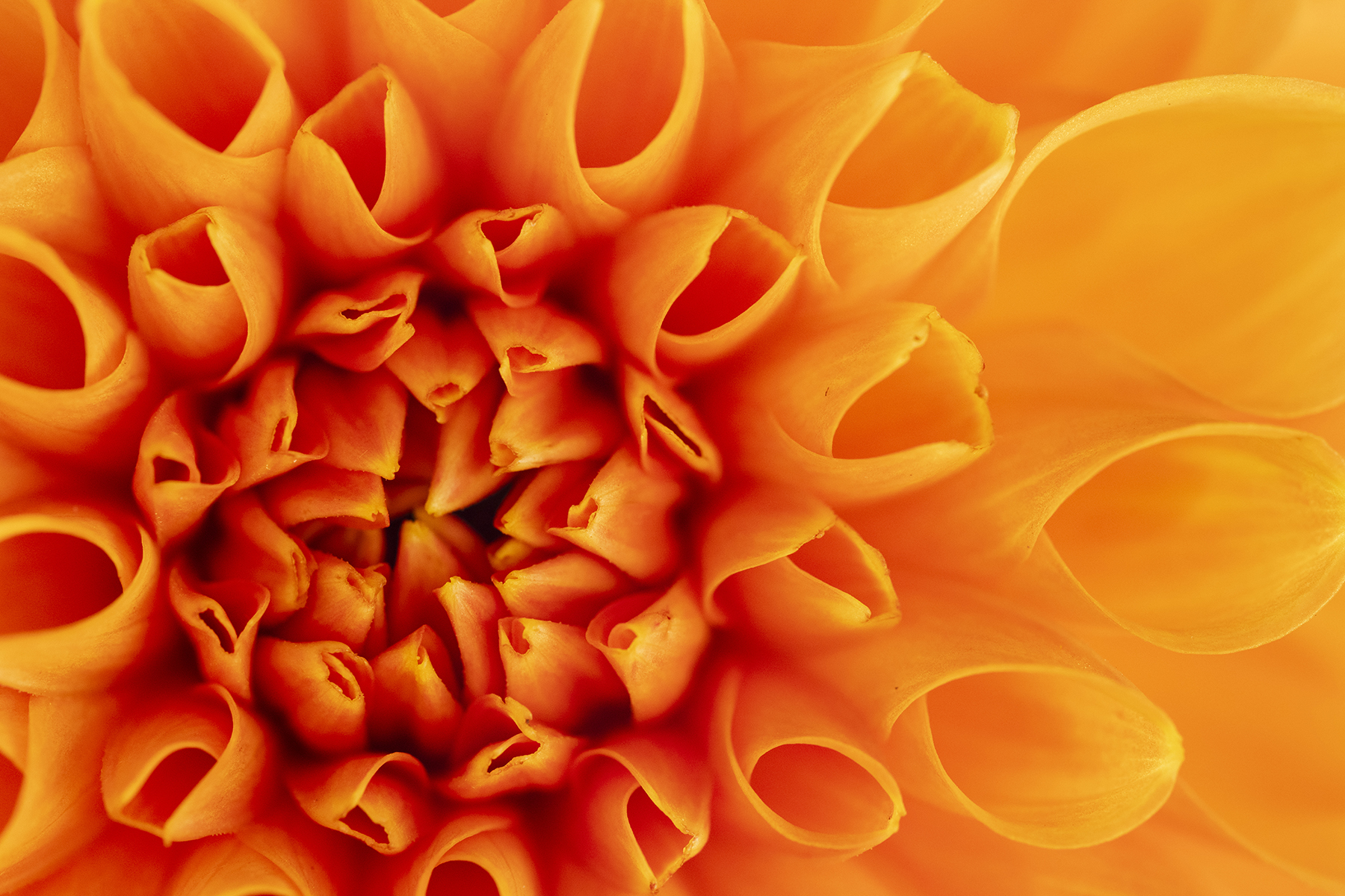 Close-up macro image of orange dahlia with intricate petal patterns.
