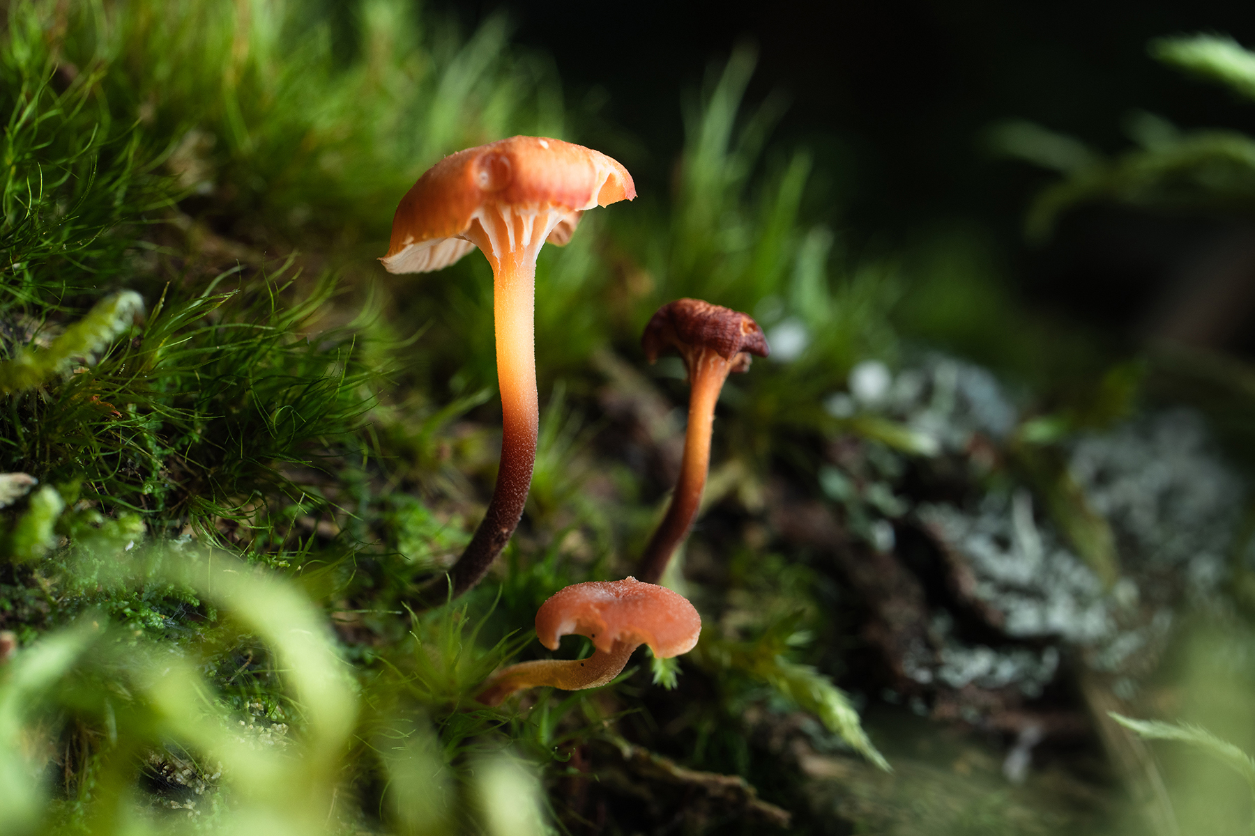 Macro photograph of small orange mushrooms growing among vibrant green moss, showcasing their delicate structure.