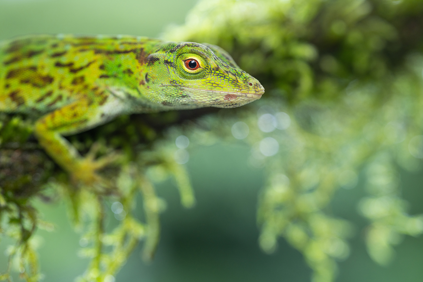 Macro photo of green lizard with detailed scales on moss.