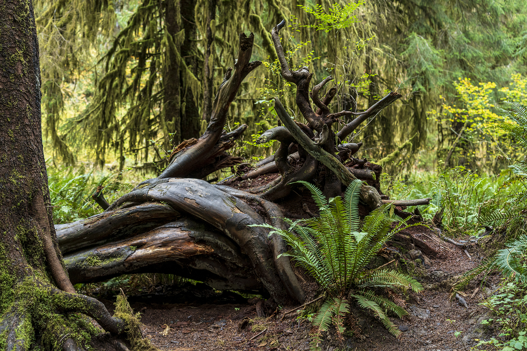 A moss-covered fallen tree with twisted roots in a lush, green forest&mdash;photographed using Sony E mount lenses for landscape photography.