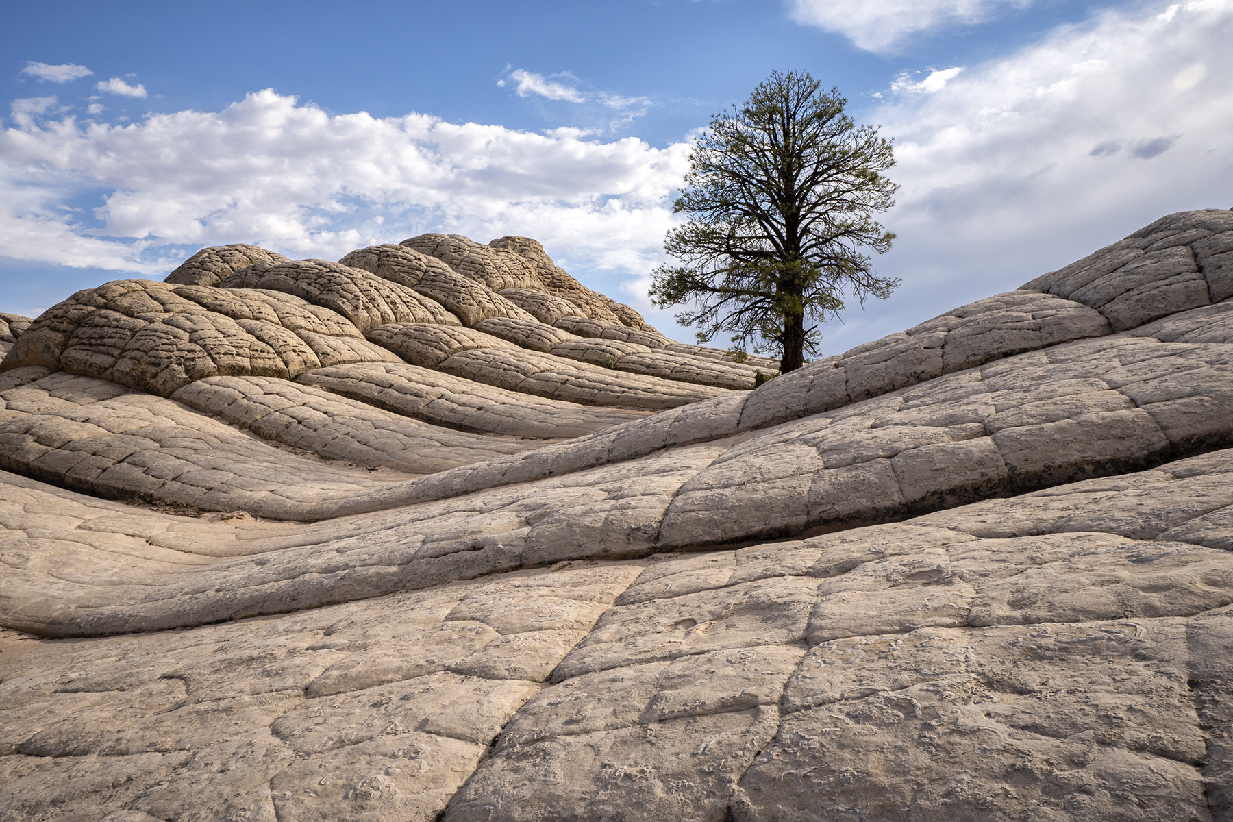 A lone tree stands amidst a rugged, wave-like rock formation in White Pocket, Arizona, under a partly cloudy sky. Tamron Sony E-Mount APS-C lenses are compact and lightweight, perfect for hiking in the National Parks.