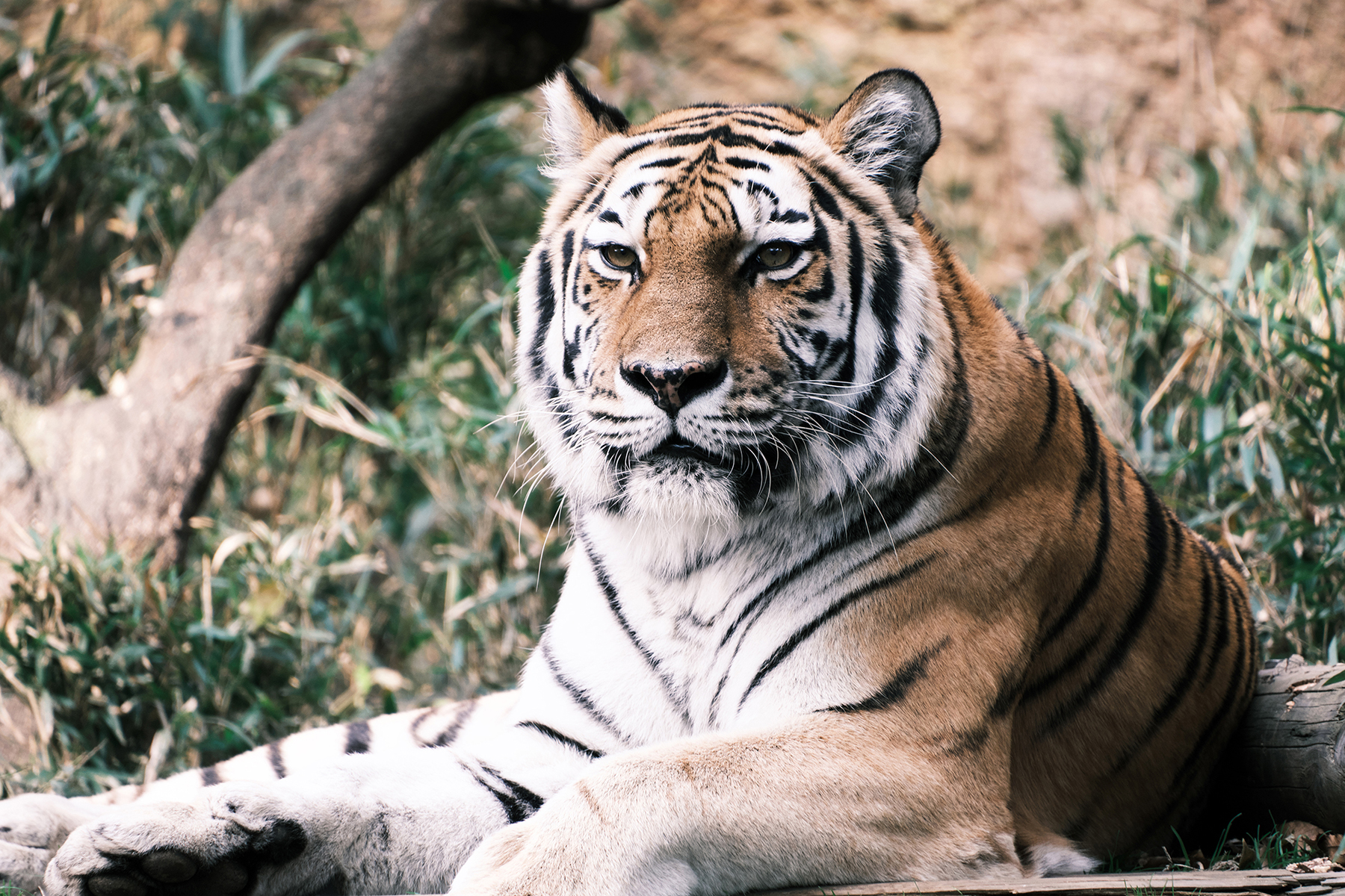 A majestic tiger rests calmly in a zoo habitat, radiating strength and grace.