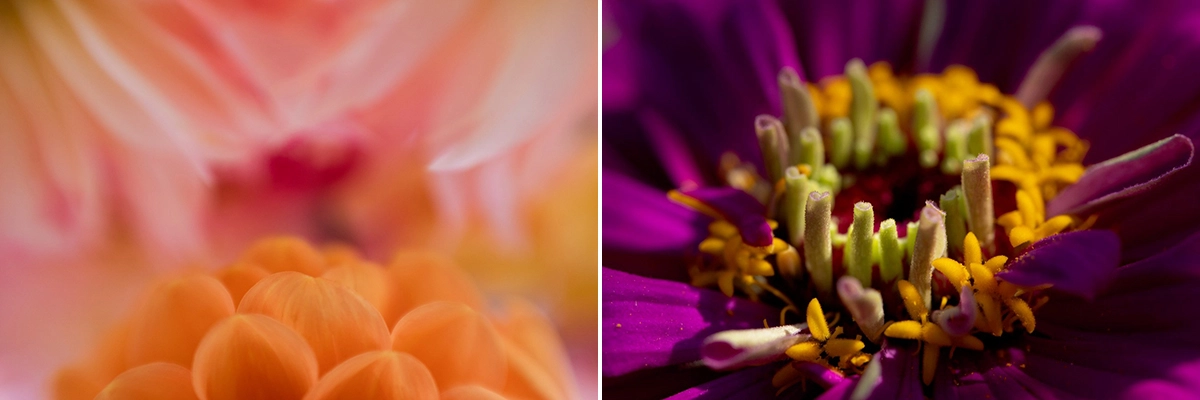 A side-by-side macro photograph showcasing vibrant flowers: on the left, a soft-focused pastel-colored bloom with orange petals creating a dreamy effect, and on the right, a sharp-focused purple flower with vivid green and yellow stamens, highlighting intricate textures and bold colors.