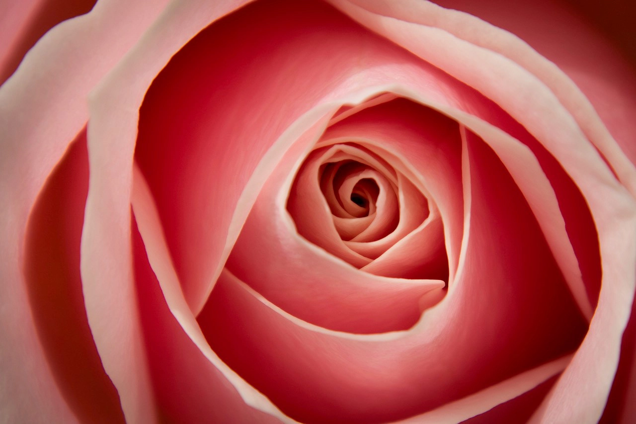 A close-up macro photograph of a pink rose, focusing on the intricate spiral of its petals. The soft texture and gradient of pink hues create a captivating and delicate composition.