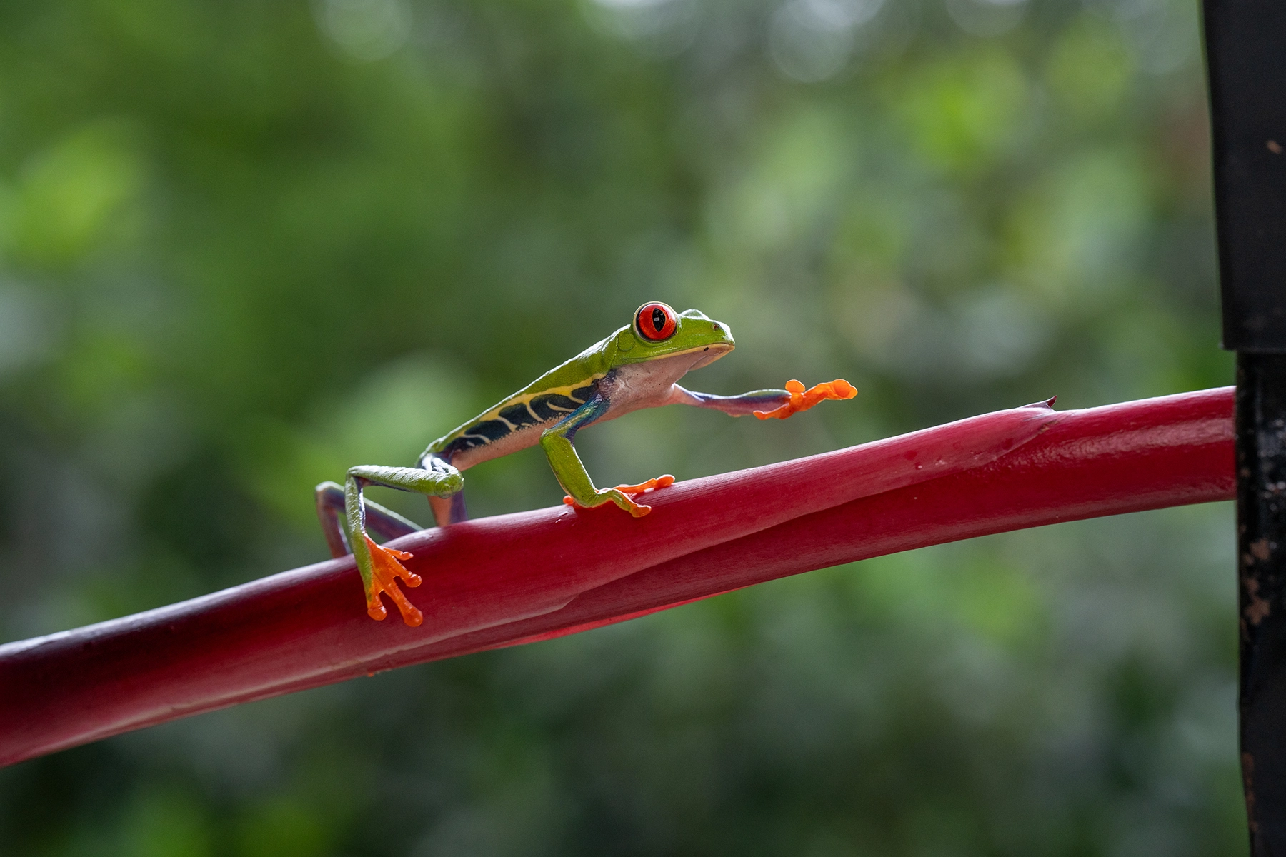 <p>Focal length : 90mm<br />
Exposure : F/6.3 1/500 sec., ISO 800</p>
