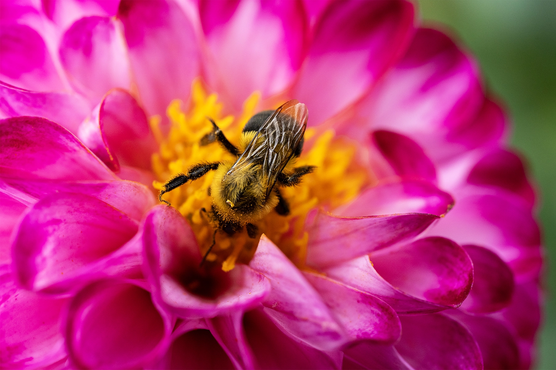 <p>Focal length : 90mm<br />
Exposure : F/5.6 1/1000 sec., ISO 2000</p>
