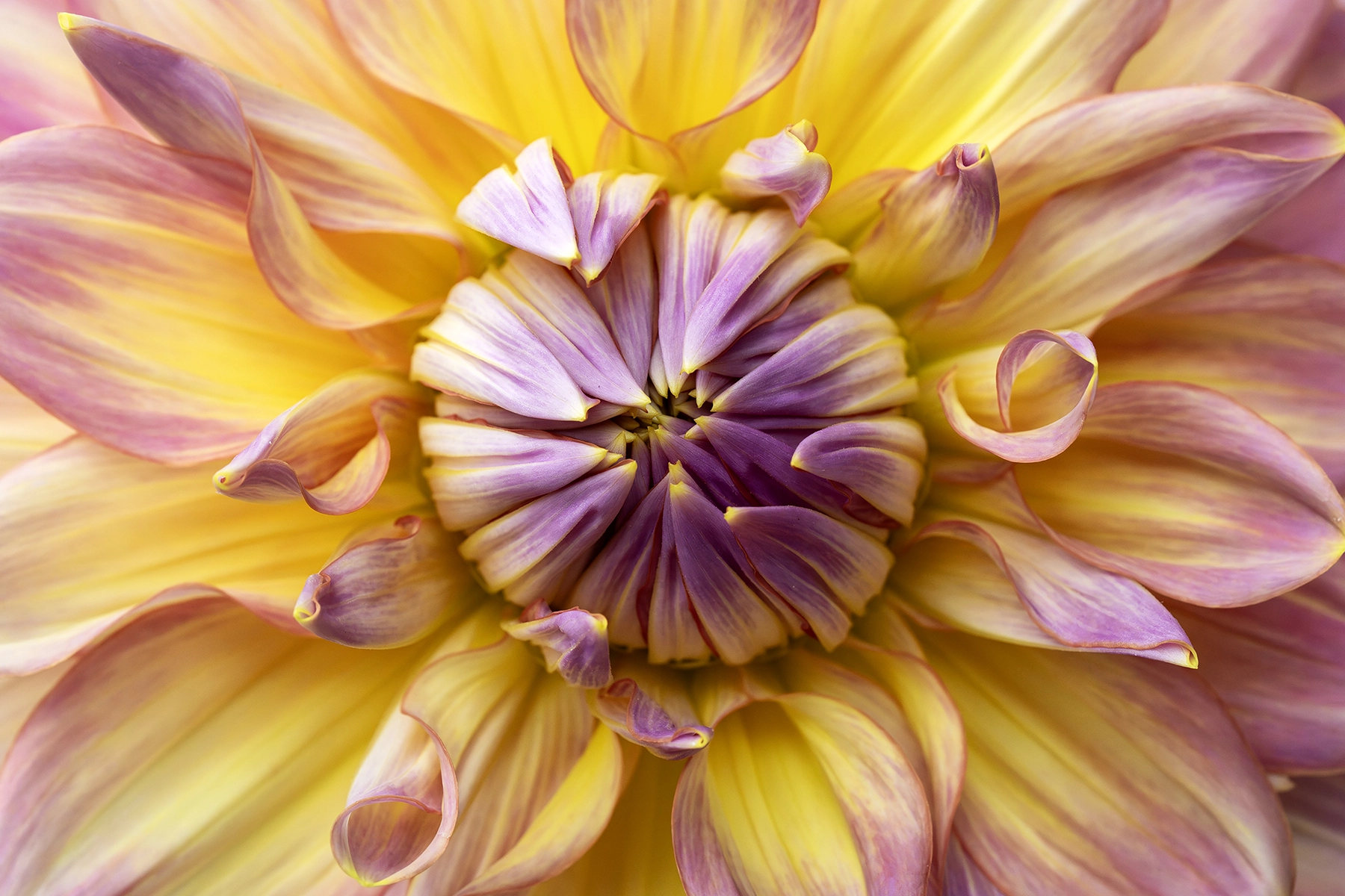 <p>Focal length : 90mm<br />
Exposure : F/9 1/1000 sec., ISO 2000</p>
