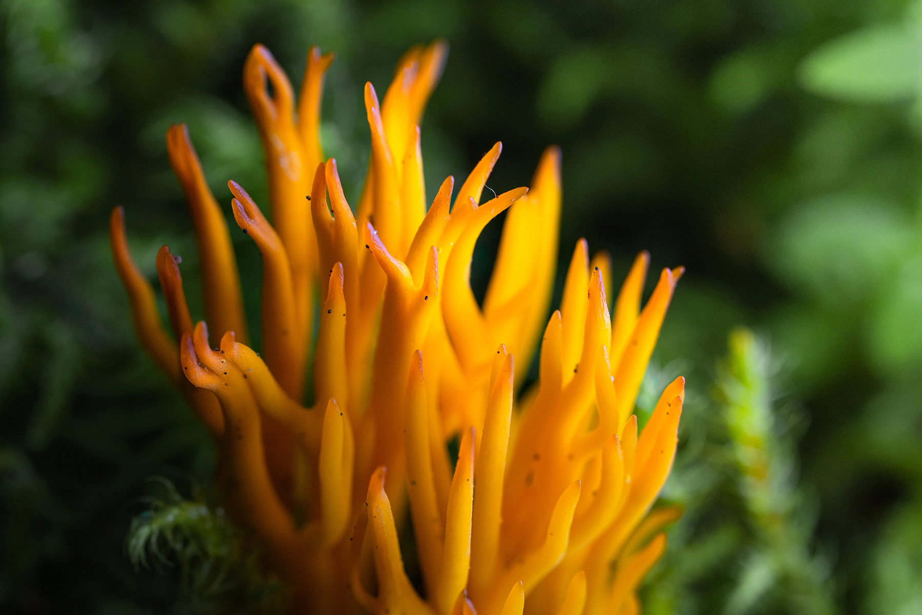 <p>Focal length : 90mm<br />
Exposure : F/8.0 1/160 sec., ISO 1000</p>
