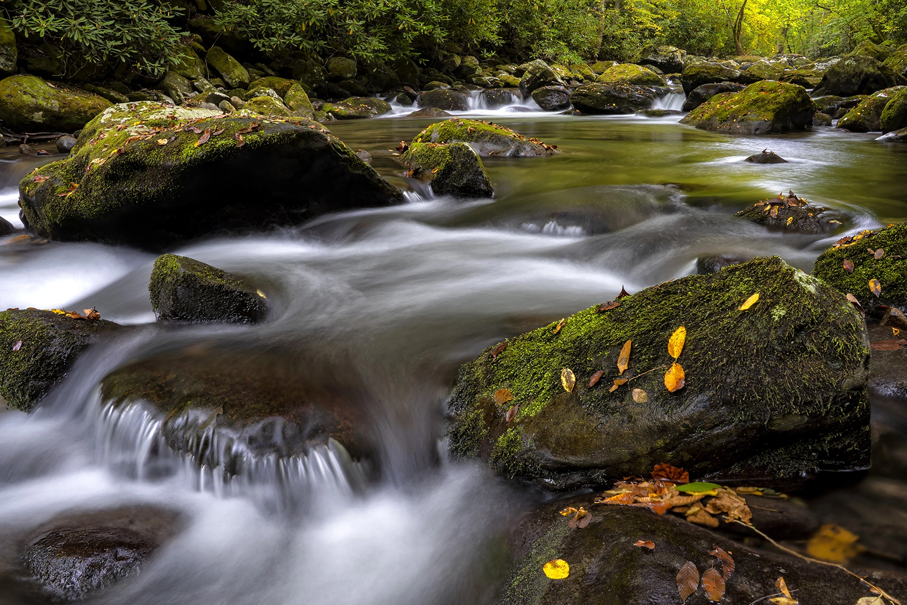 A tranquil forest stream flowing over moss-covered rocks, with smooth, silky water and scattered autumn leaves adding vibrant color.