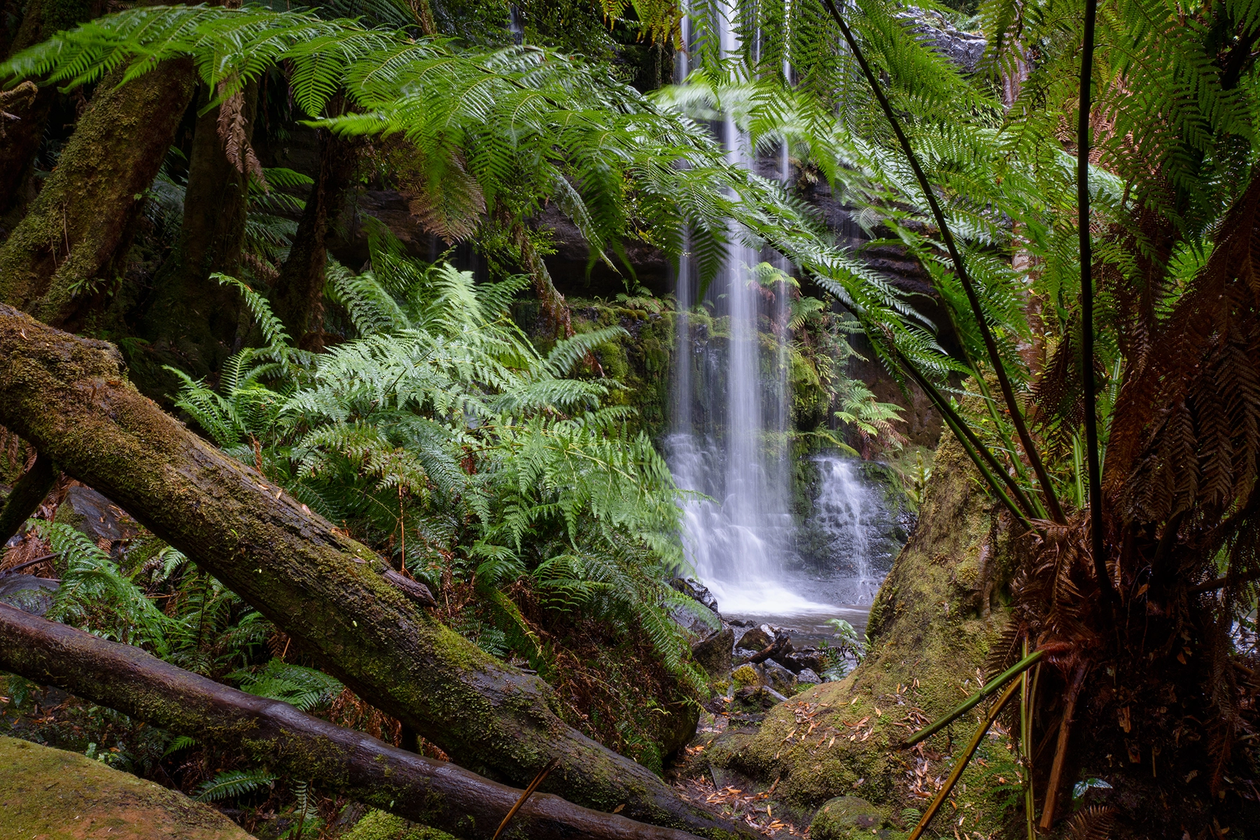 A serene waterfall surrounded by lush green ferns in a forest setting.