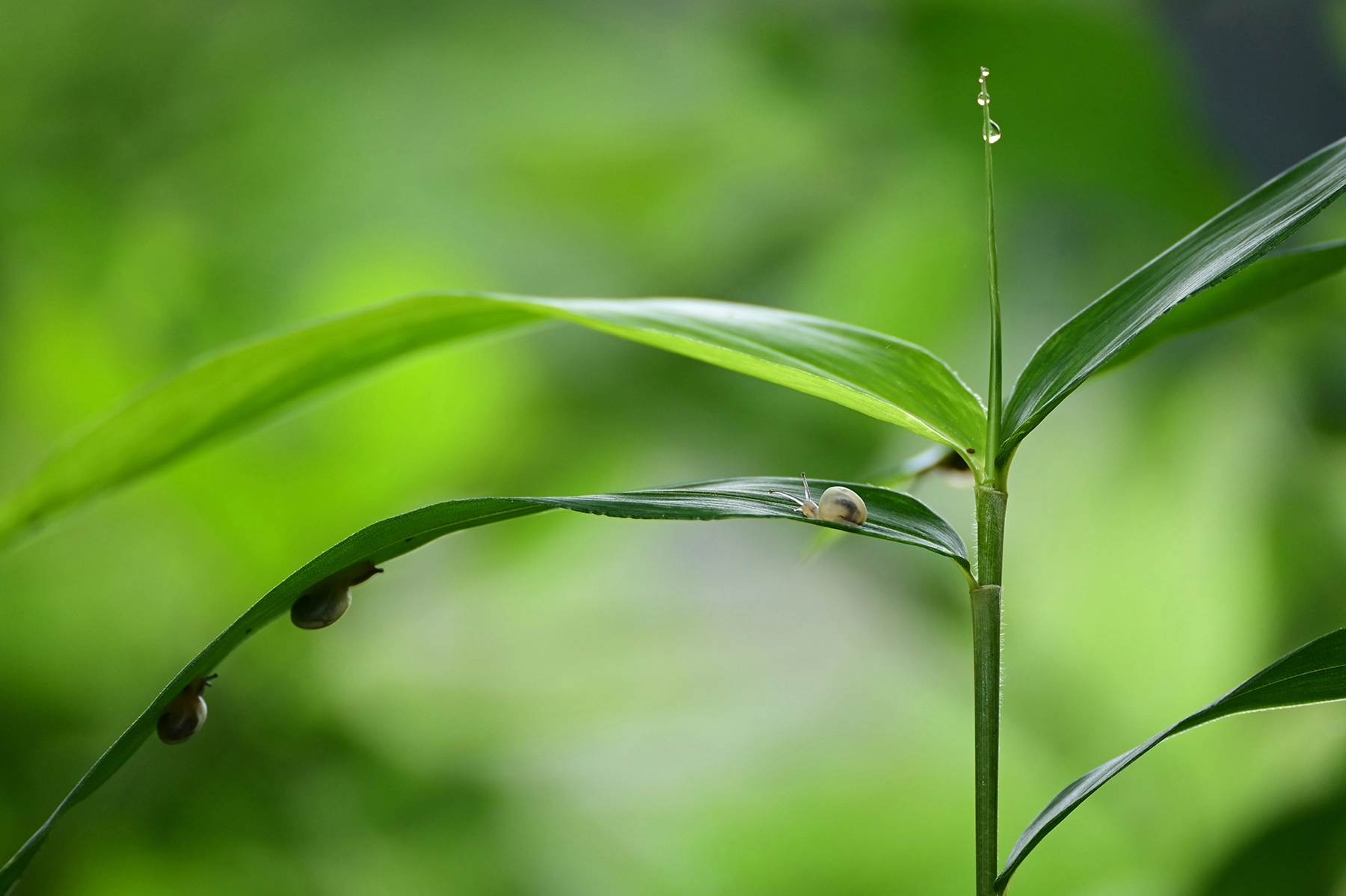 Tiny snail on a green leaf with crisp detail and smooth background blur, showcasing high-quality bokeh and excellent resolving performance, shot with a TAMRON Z mount lens.