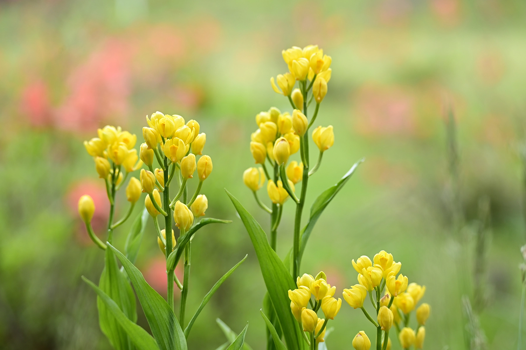 Yellow wildflowers in bloom with soft, creamy background bokeh, captured at a telephoto setting to highlight subject separation and depth.