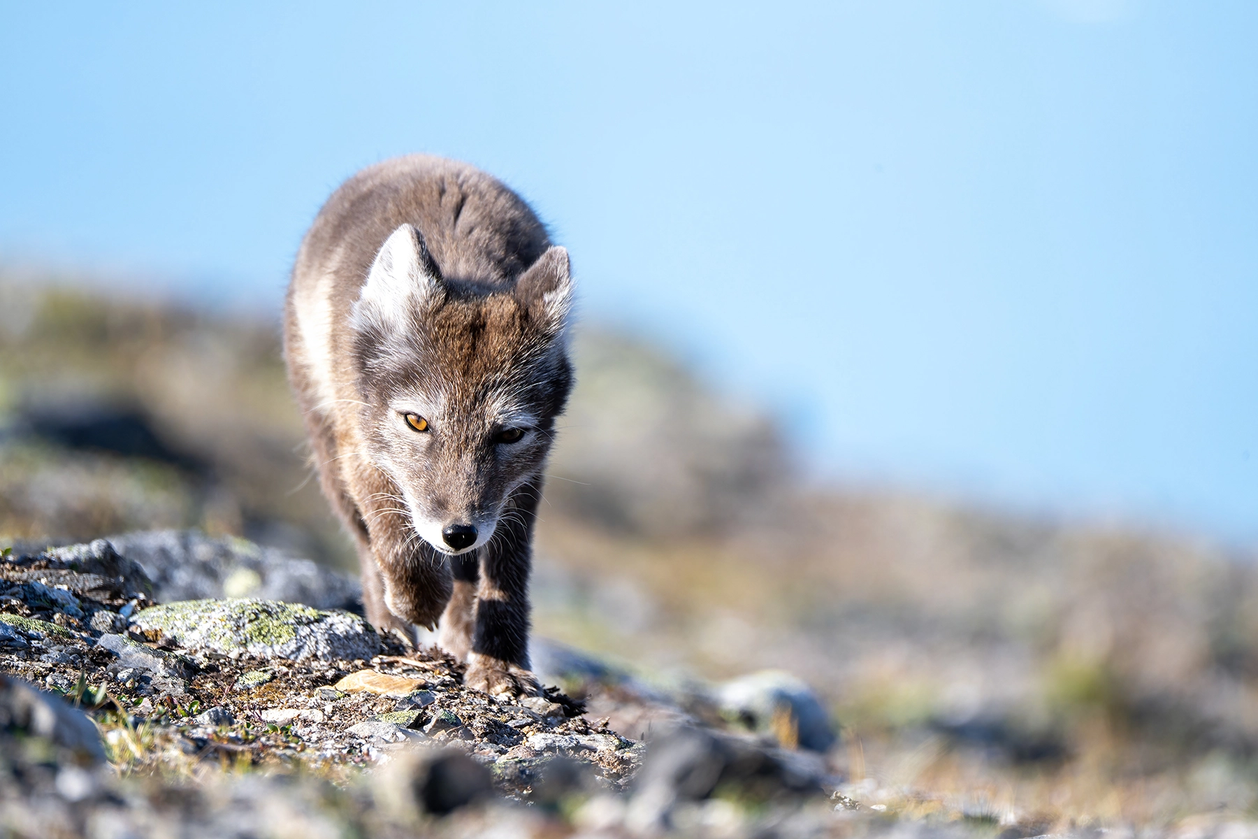 Arctic fox walking across rocky terrain with sharp detail and soft background, shot with a TAMRON 150-500mm lens at a telephoto focal length.