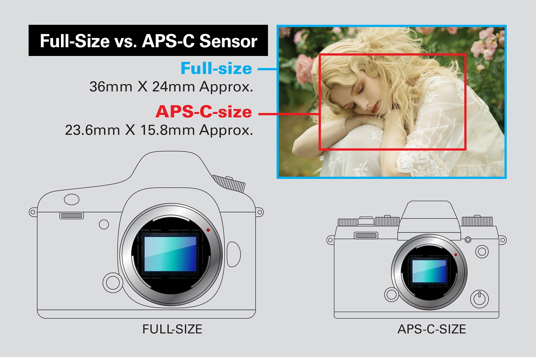 Diagram comparing full-size and APS-C-size image sensors. The full-size sensor measures approximately 36mm x 24mm, while the APS-C sensor measures approximately 23.6mm x 15.8mm. The visual shows the relative sizes of both sensors for easy comparison.