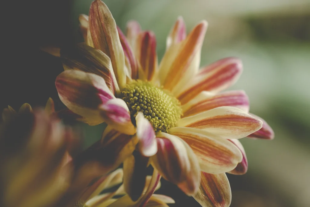 Flor a rayas en un jarrón a contraluz con una luz suave