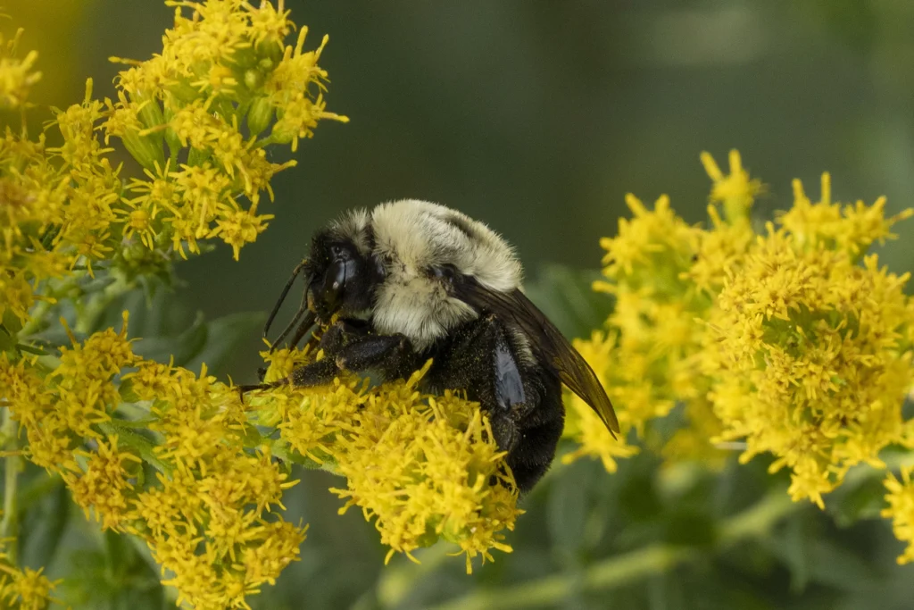 Abejorro en una mata de vara de oro