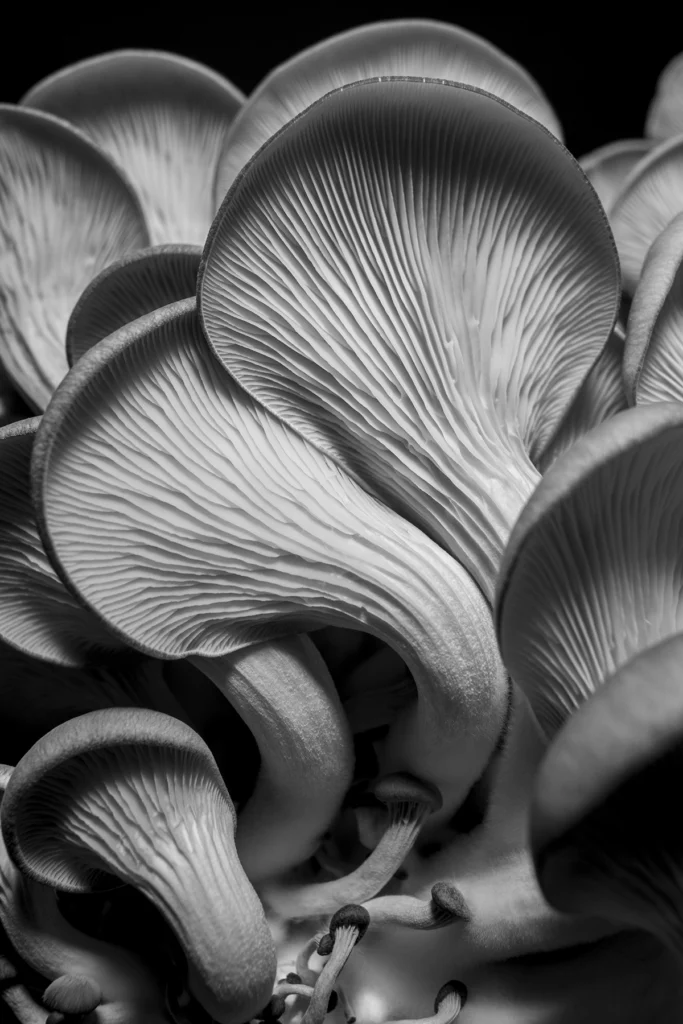 La estructura y la forma de las branquias de los hongos ostra