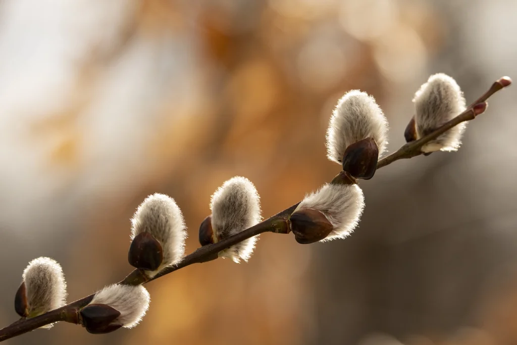 Sol poniente iluminando una rama de brotes de sauce