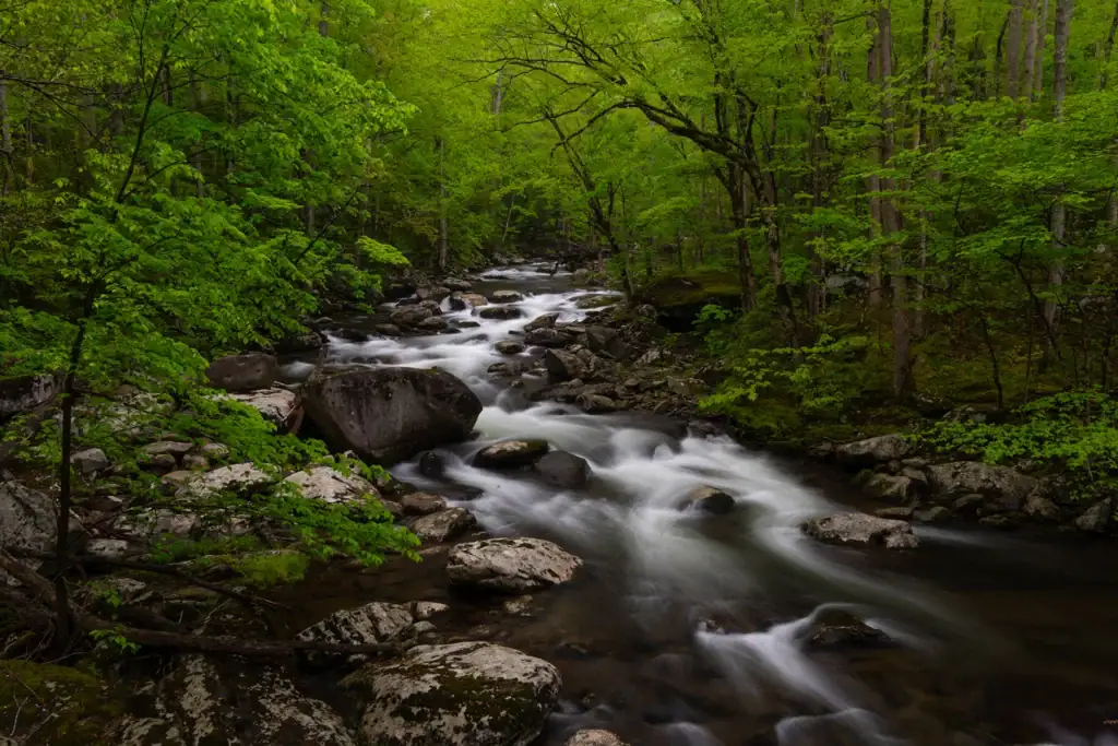 A river cascading down the rocks with green trees on both sides