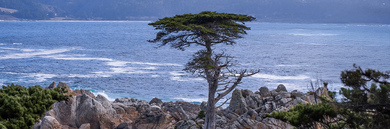 El ciprés solitario fotografiado siguiendo los consejos fotográficos de Seth Macey sobre la costa de California para captar magníficas imágenes de viajes.