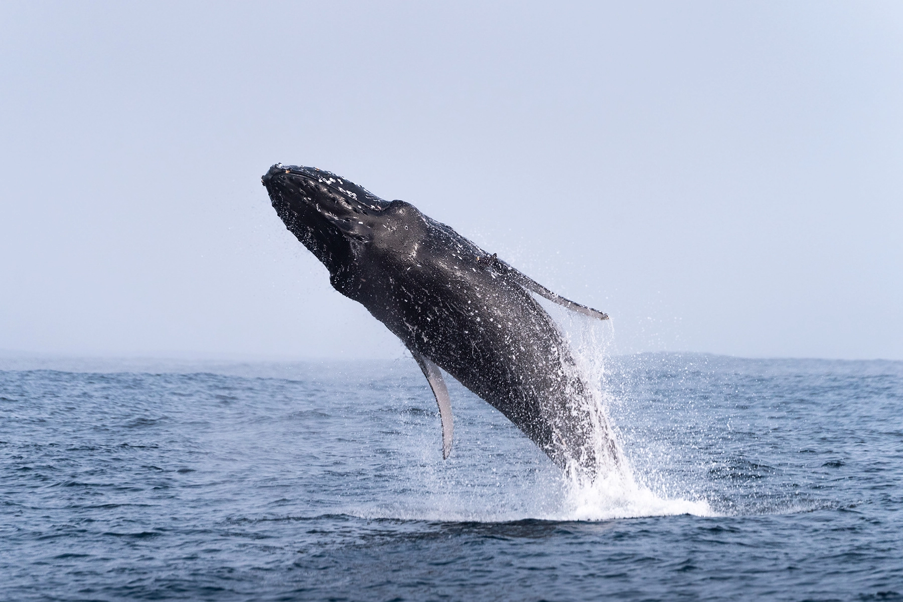 Consejos de fotografía costera de California: Ballena jorobada saltando frente a la costa, capturada en pleno vuelo con obturador rápido y teleobjetivo Tamron.