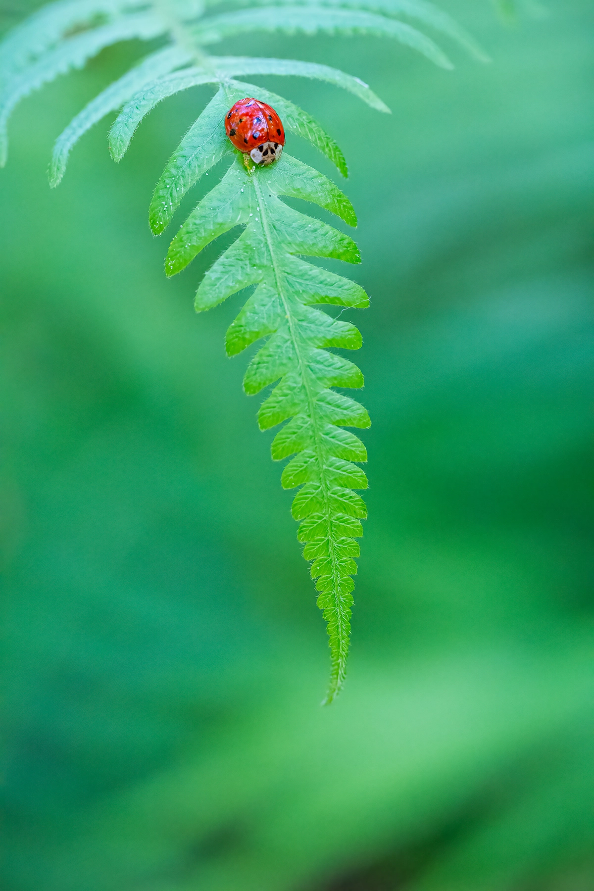 Macro photograph of a bright red ladybug on the tip of a green fern leaf, captured in a garden setting as part of a photographing insects project.