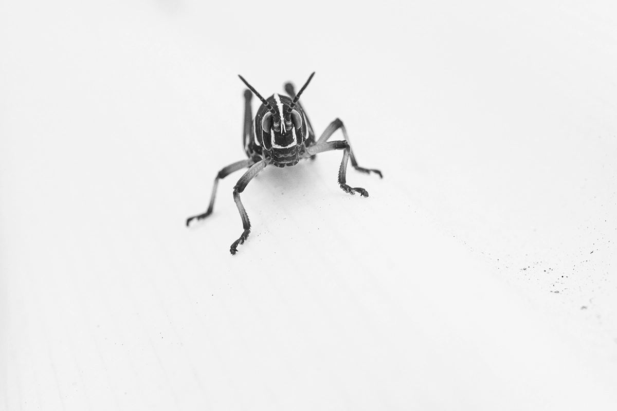 Infrared macro photograph of a grasshopper in high contrast black and white, showcasing fine detail and dramatic lighting on a white surface.