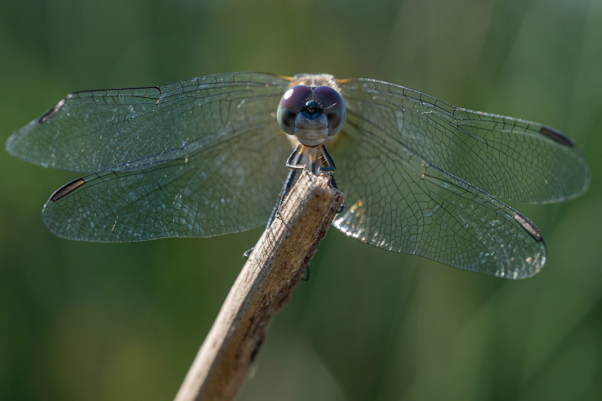 Macro photograph of a dragonfly perched on a twig, showcasing intricate wing details and razor sharp compound eyes, captured for a summer garden photographing insects project.