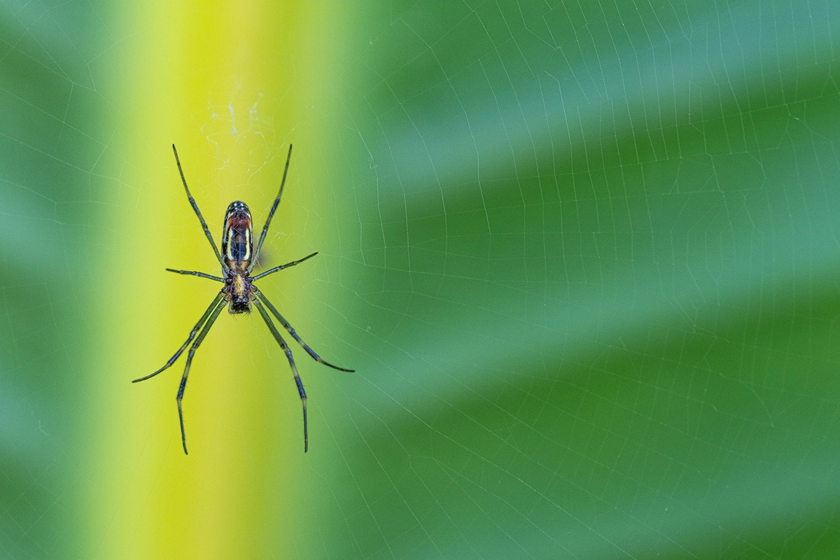 Macro image of a spider centered in its web against a vibrant green and yellow smooth background.