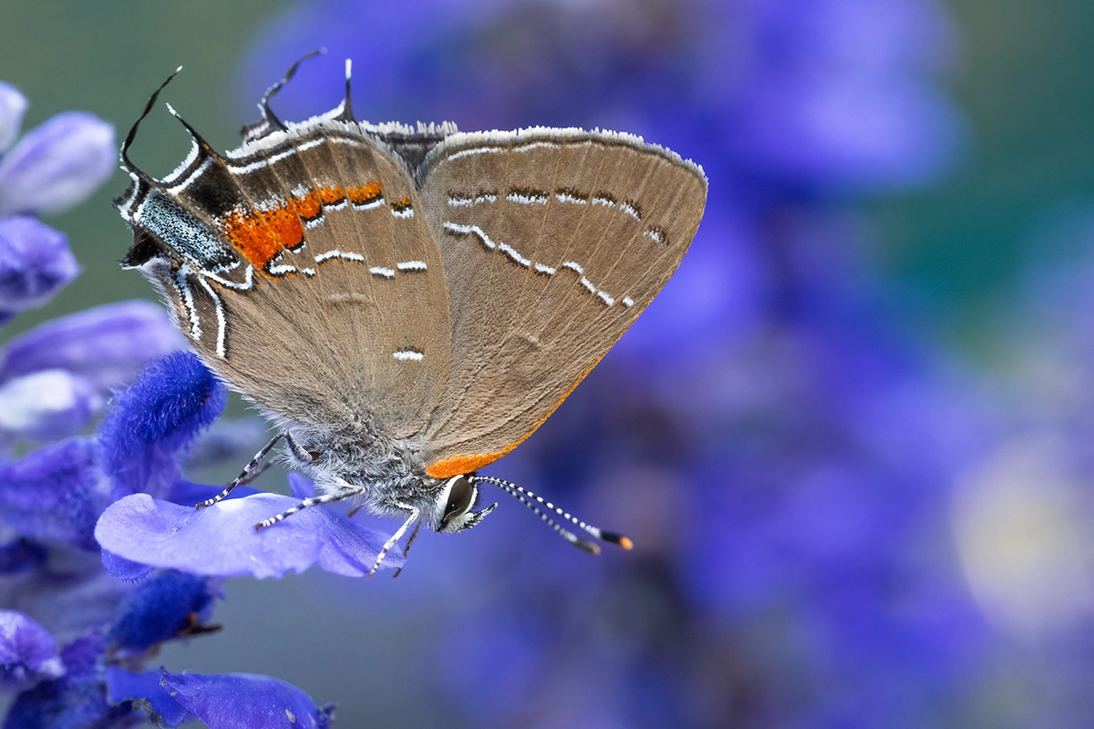 Close-up macro image of a hairstreak butterfly perched on a vibrant purple flower, highlighting the fine detail of its wings, antennae, and textures.