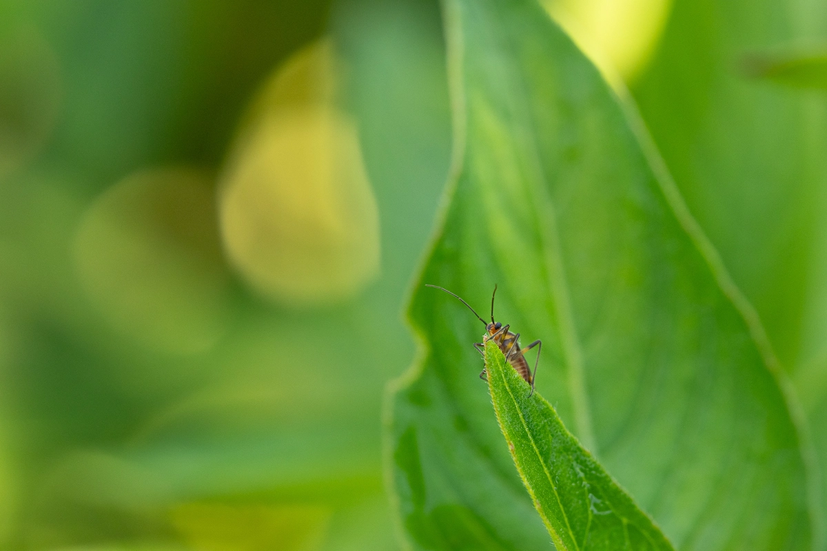 Macro photo of a small brown insect perched on the tip of a green leaf in soft garden light, captured during a summer session photographing insects.
