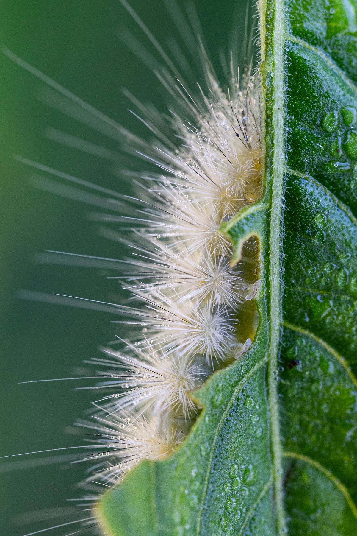 Extreme close-up of a dew-covered fuzzy caterpillar partially hidden behind a green leaf, highlighting fine hair structures and morning moisture detail.