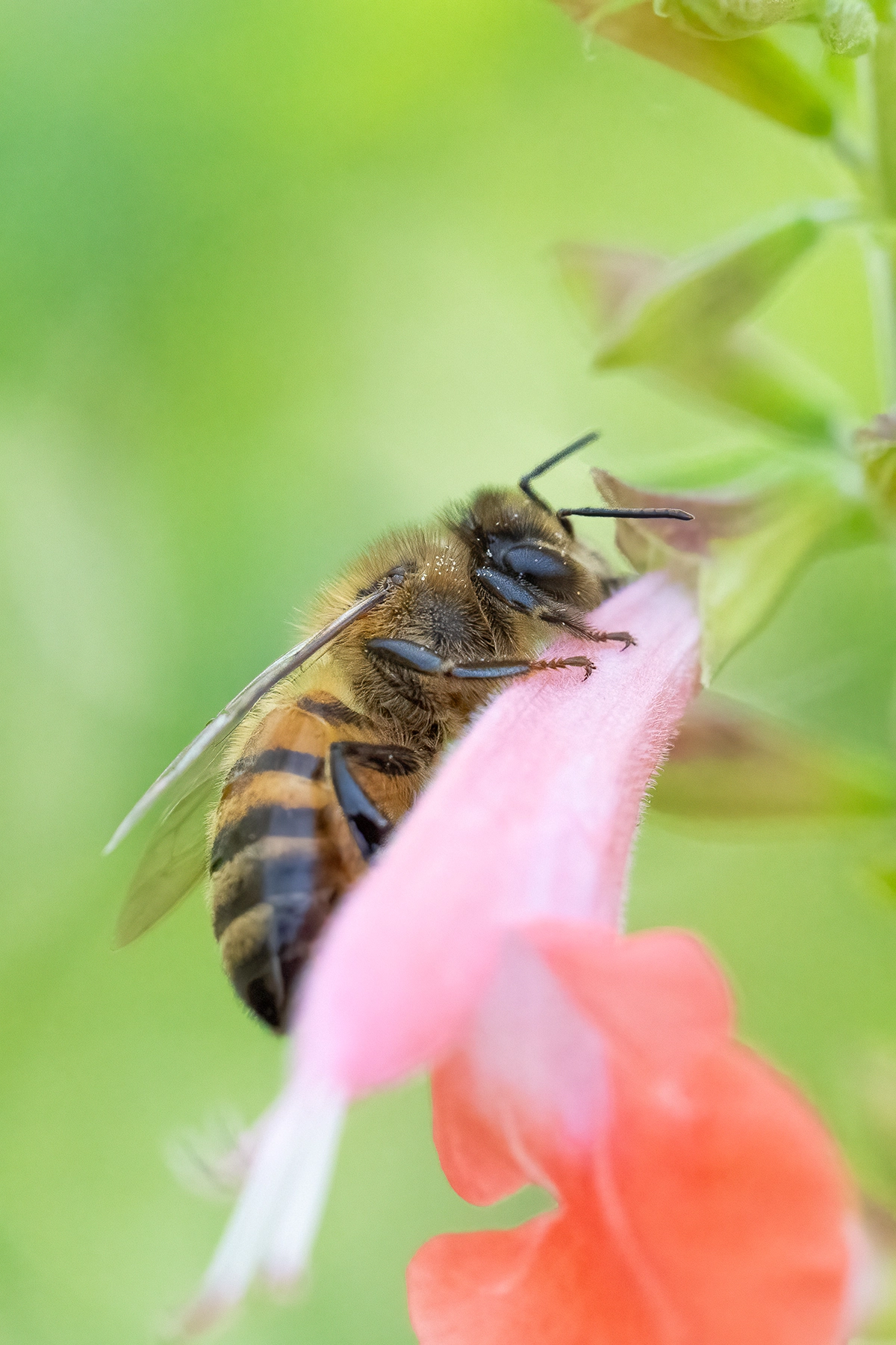 Macro photograph of a honeybee feeding on a pink flower, captured using a Tamron 90mm lens during a summer garden session for photographing insects.