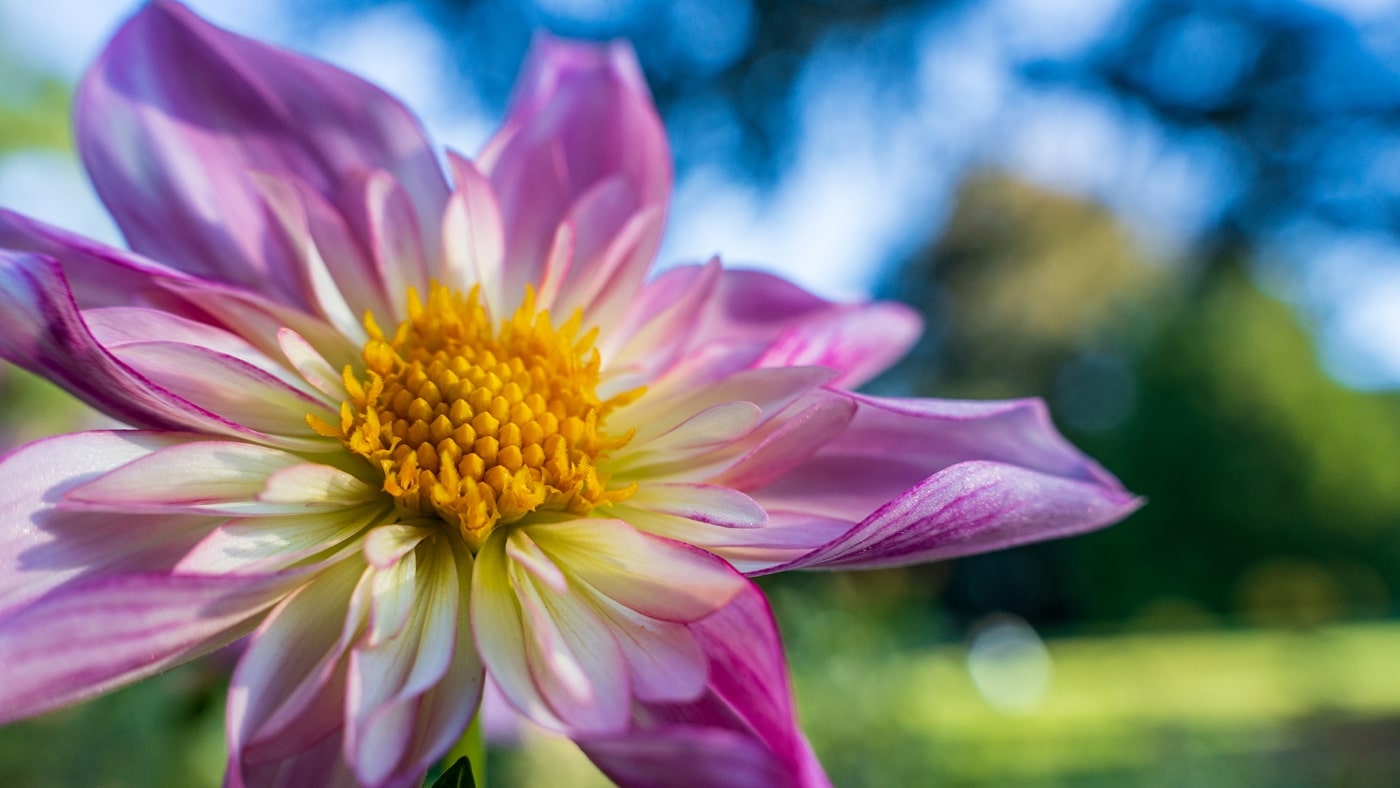 Beautiful image quality