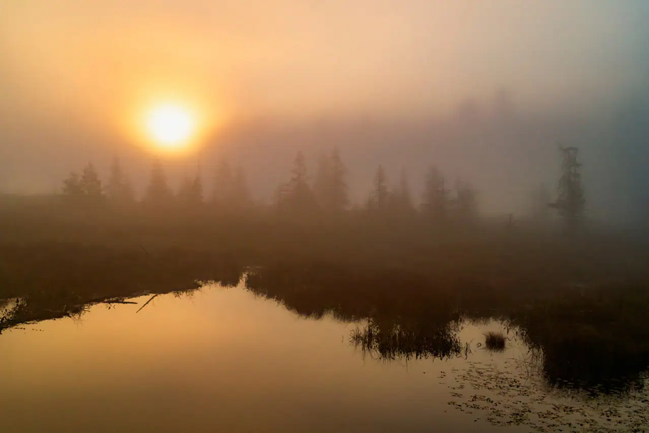 A misty sunrise over a quiet wetland, with the golden sun glowing through dense fog, silhouetting sparse trees and reflecting softly on the still water.