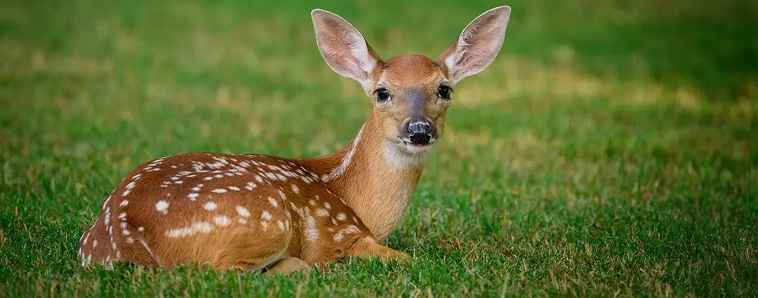 Um jovem cervo de cauda branca com olhos brilhantes e pelagem manchada descansa em um campo verde exuberante, olhando gentilmente para a câmera.