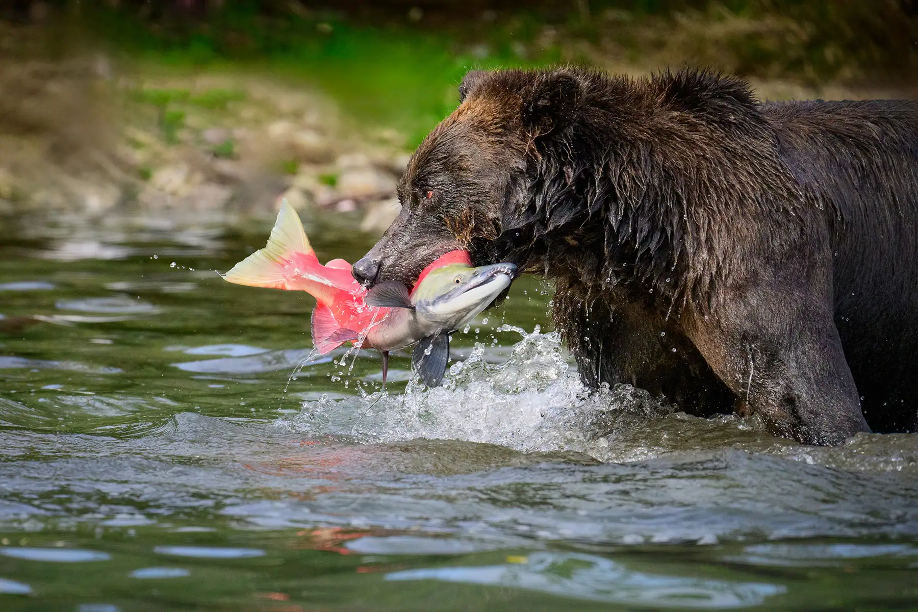 Um poderoso urso marrom emerge de um rio com um salmão vermelho e verde vibrante agarrado em suas mandíbulas, com gotas de água espirrando enquanto o peixe se debate. Entender o comportamento animal é uma dica fundamental para iniciantes em fotografia de vida selvagem.