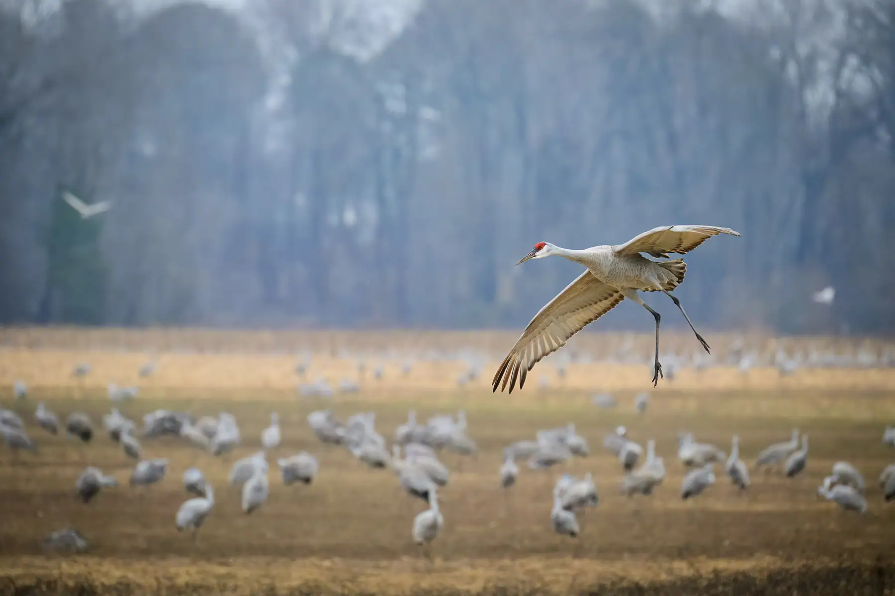 Um grou com as asas estendidas e pernas longas se prepara para aterrissar em um campo enevoado repleto de um grande bando de grous, com um pano de fundo de árvores desfocadas. Escolher a lente certa é uma das dicas essenciais para a fotografia da vida selvagem que os iniciantes devem adotar.