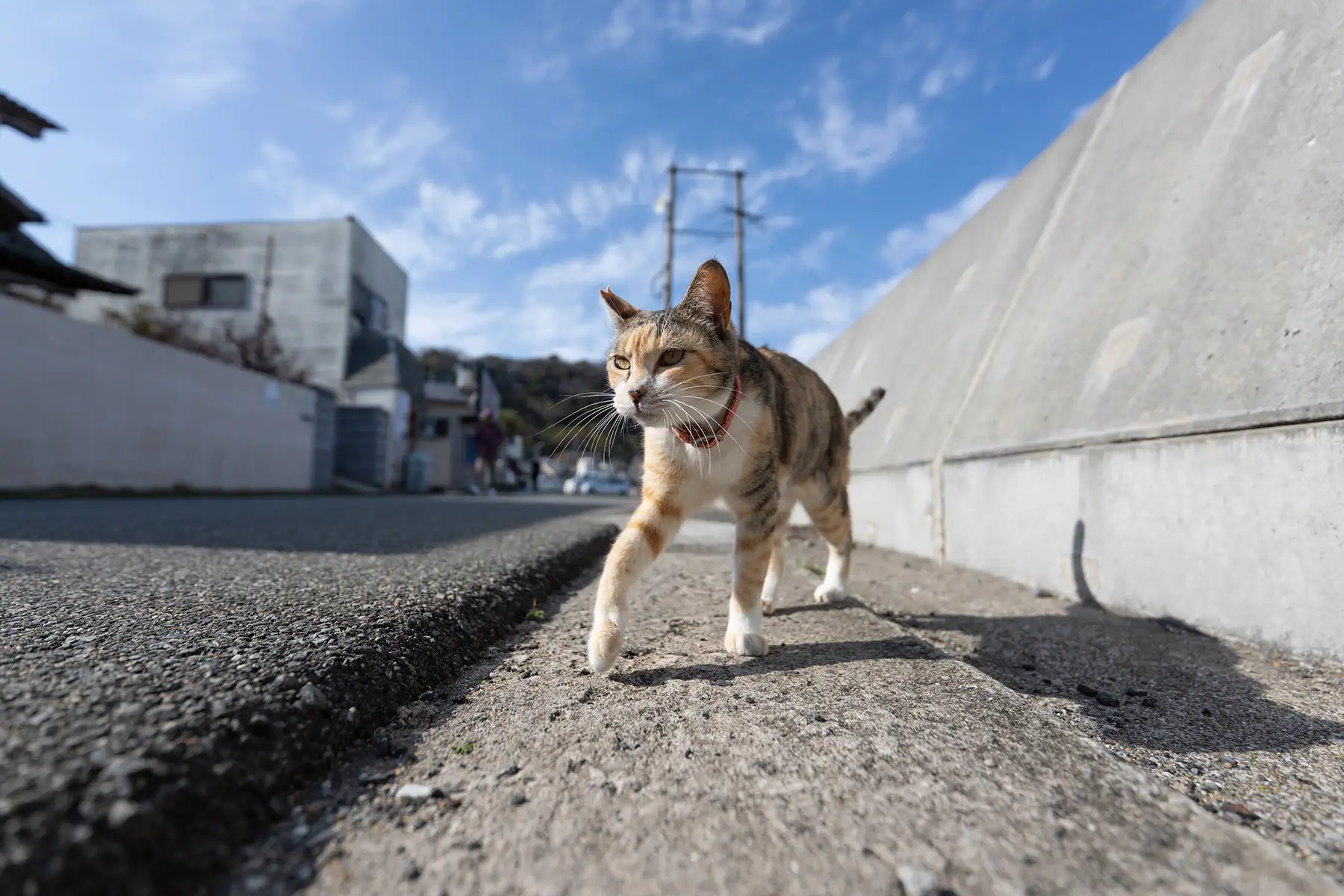 Gros plan en contre-plongée d'un chat marchant avec assurance dans une rue, capturé lors de l'examen du Tamron 16-30 mm F2.8 G2 - démontrant un suivi rapide de l'autofocus et des détails nets en mouvement.