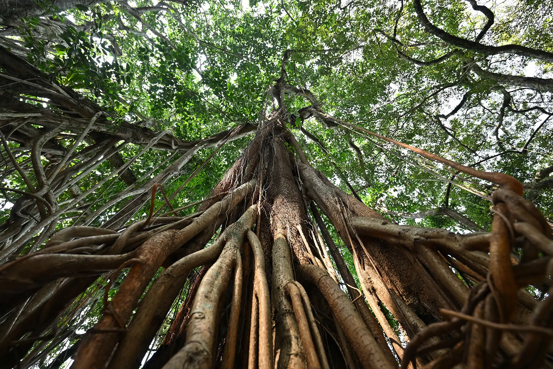 Gros plan en contre-plongée d'un tronc d'arbre géant et de racines enchevêtrées s'élevant à travers la canopée, capturé à 16 mm lors de l'examen du Tamron 16-30 mm F2.8 G2, mettant en valeur la perspective dynamique et la profondeur.