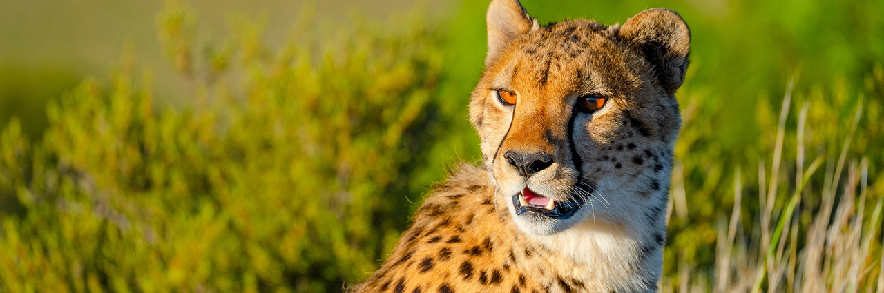 A close-up image of a cheetah captured with a telephoto lens, demonstrating a narrow angle of view that emphasizes the subject with background blur.