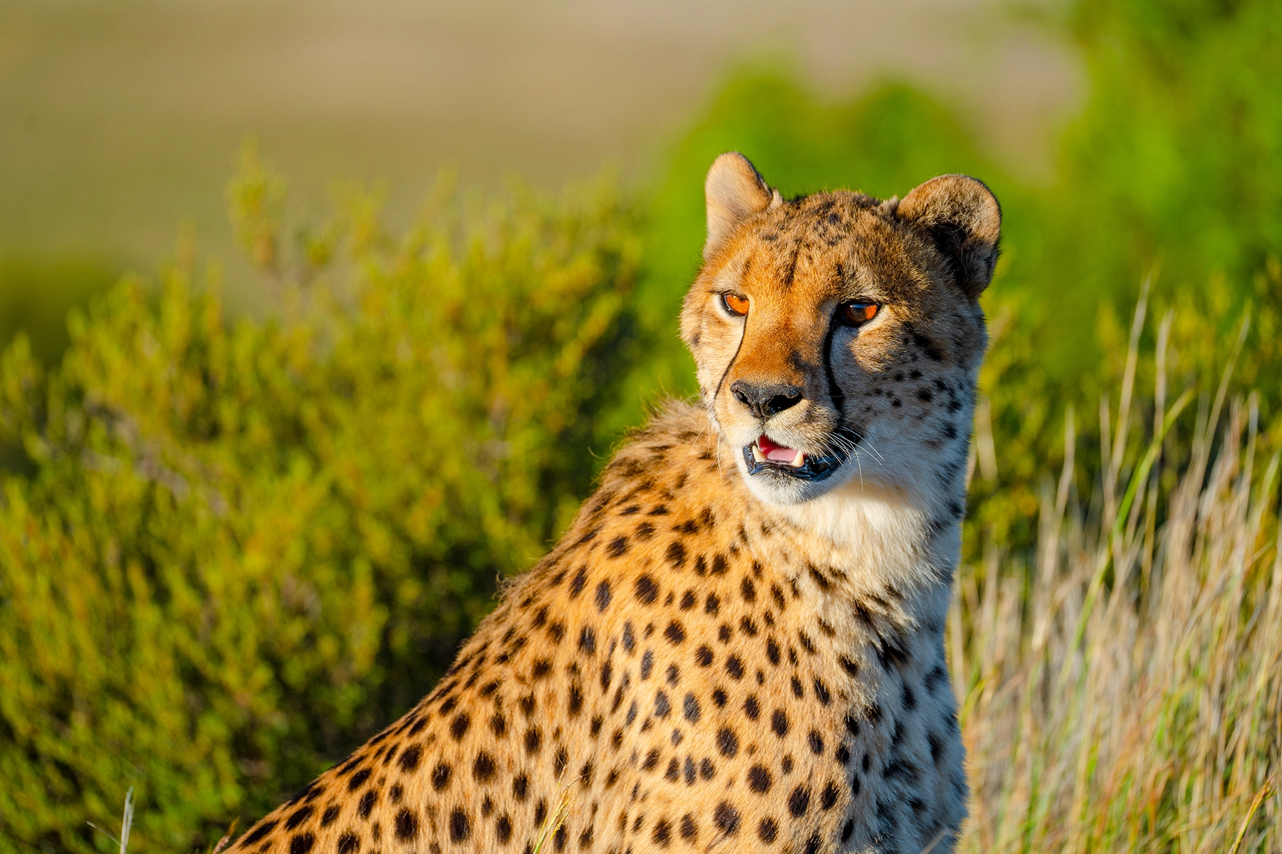 Cheetah gazing alertly in golden sunlight, captured in sharp detail against a blurred natural background of green brush and tall grasses.