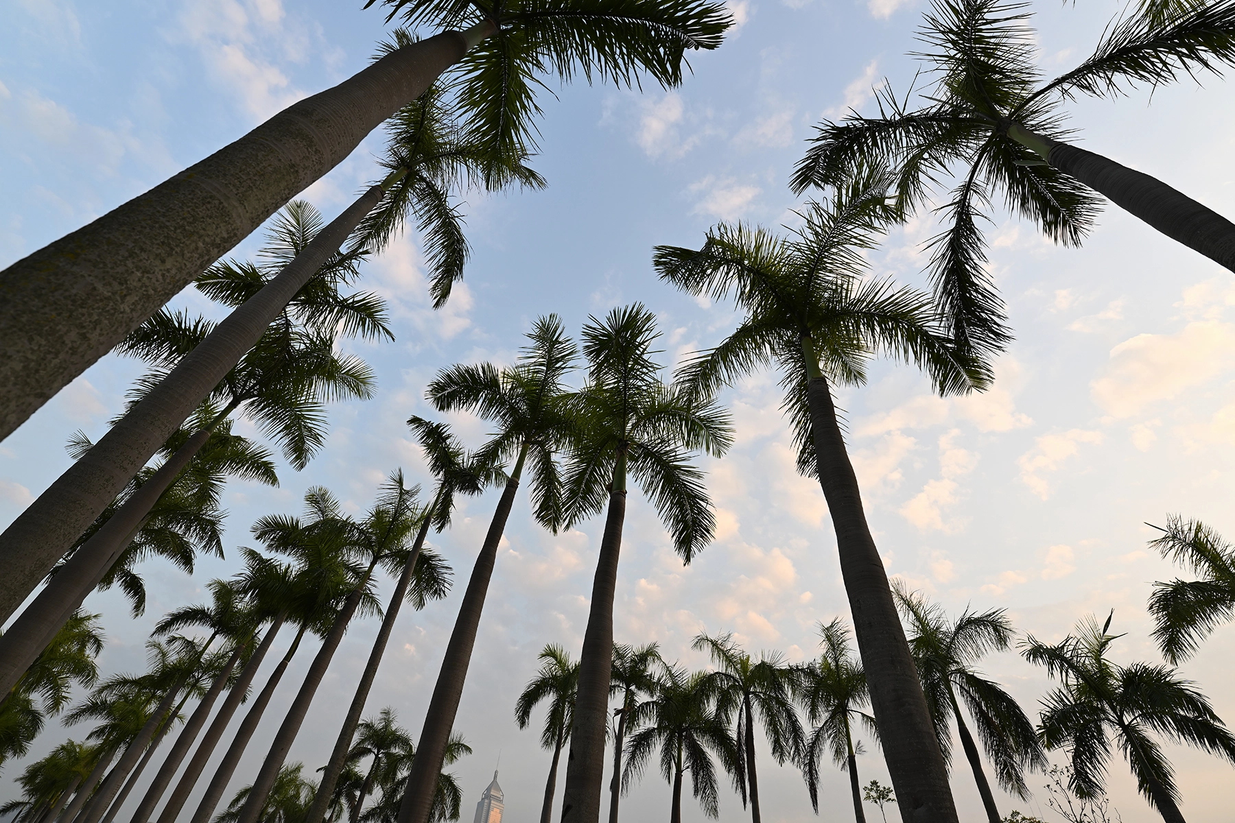 Palm trees photographed from a low angle with a wide-angle lens, emphasizing strong perspective lines and depth using diagonal composition.