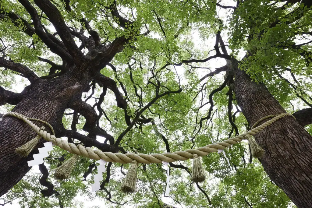 A view looking up at tall green trees with a rope tied between two