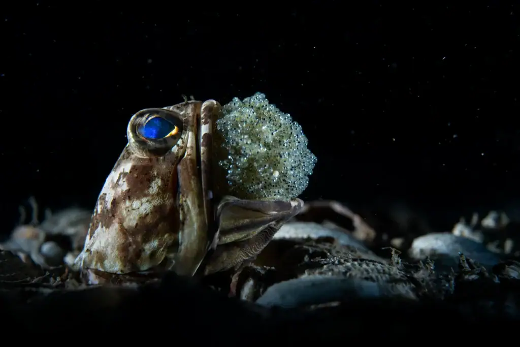 Um peixe-jawfish com ovos em sua boca