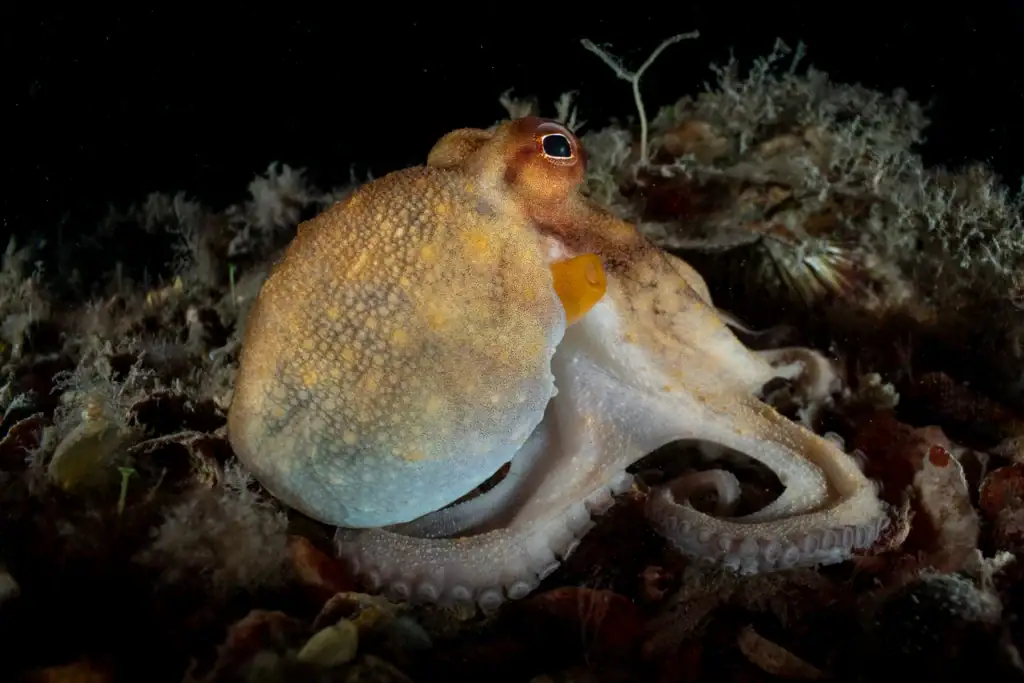 Um polvo em movimento